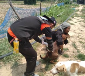 กิจกรรมให้บริการฉีดวัคซีนป้องกันโรคพิษสุนัขบ้า ให้กับสุนัขและแมวในตำบลหนองอียอ